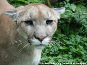107 COUGAR HANNAH 1 copy