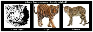 A. Snow Leopard  B. Tiger  C. Leopard