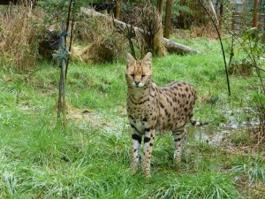 Neiko - African Serval
