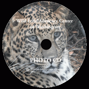 Photo-CD-Label-Art-Web