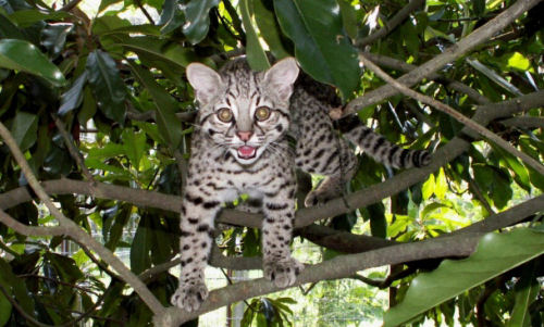 Geoffroy's Cat
