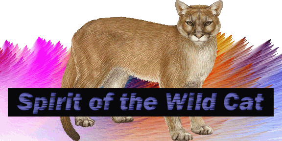 Spirit of the Wild Cat Header
