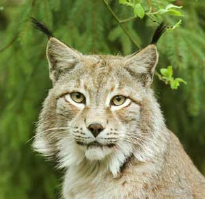 Lynx